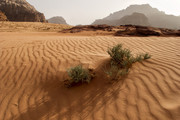 Desert Wadi Rum - Jo