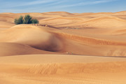 Desert - Emirate of 